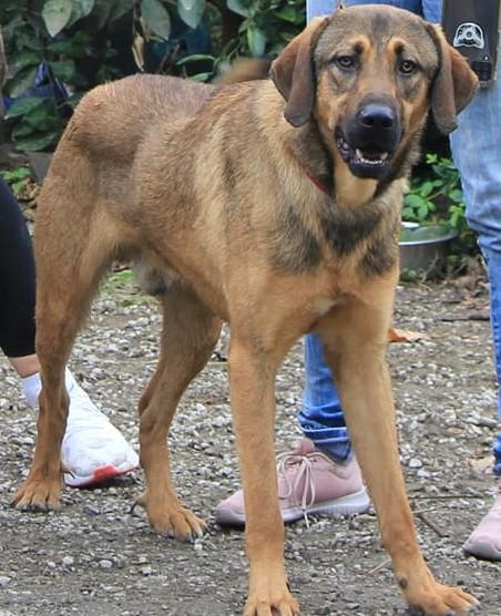 Traumhund RYDER wartet auf seine Familie – Hund Mischling sucht ein Zuhause in Grevenbroich