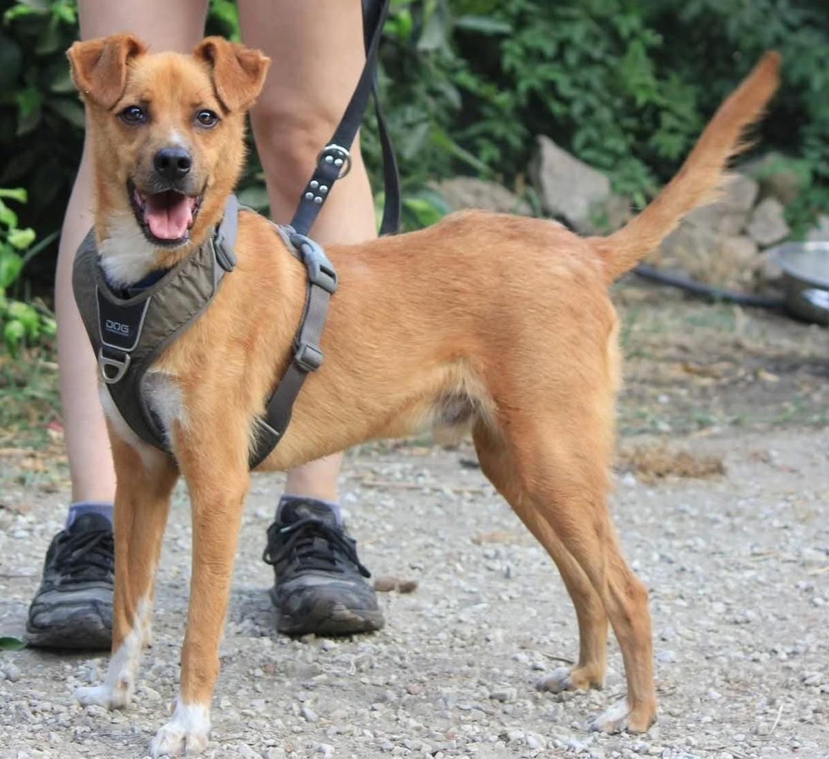 TADEO wird Dein Herz im Sturm erobern – Hund Mischling sucht ein Zuhause in Grevenbroich