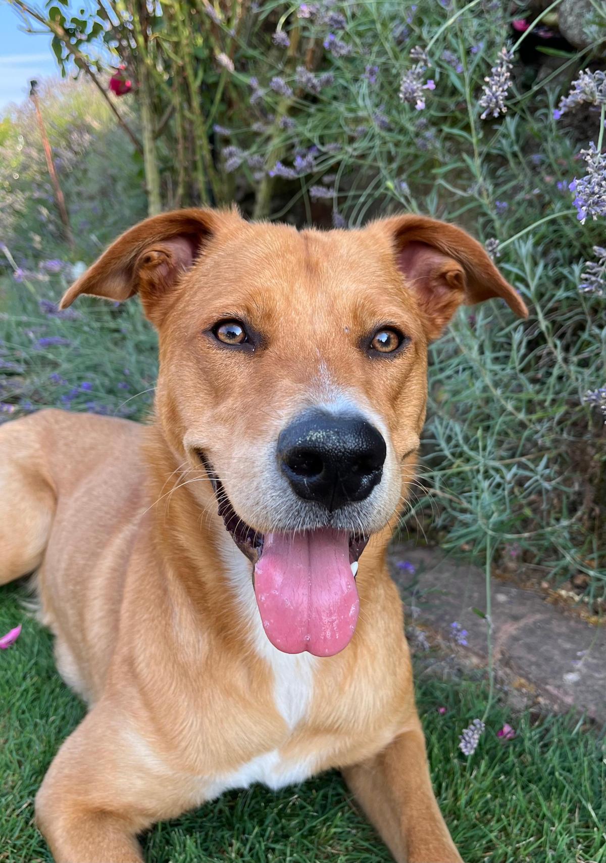Bezaubernde PARIS sucht ihre Very Important Person – Hund Mischling sucht ein Zuhause in Bad Arolsen
