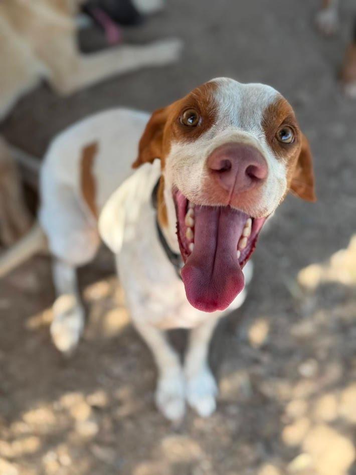 POINTY - liebeswürdiges Energiebündel sucht seine Familie – Hund English Pointer sucht ein Zuhause in Grevenbroich