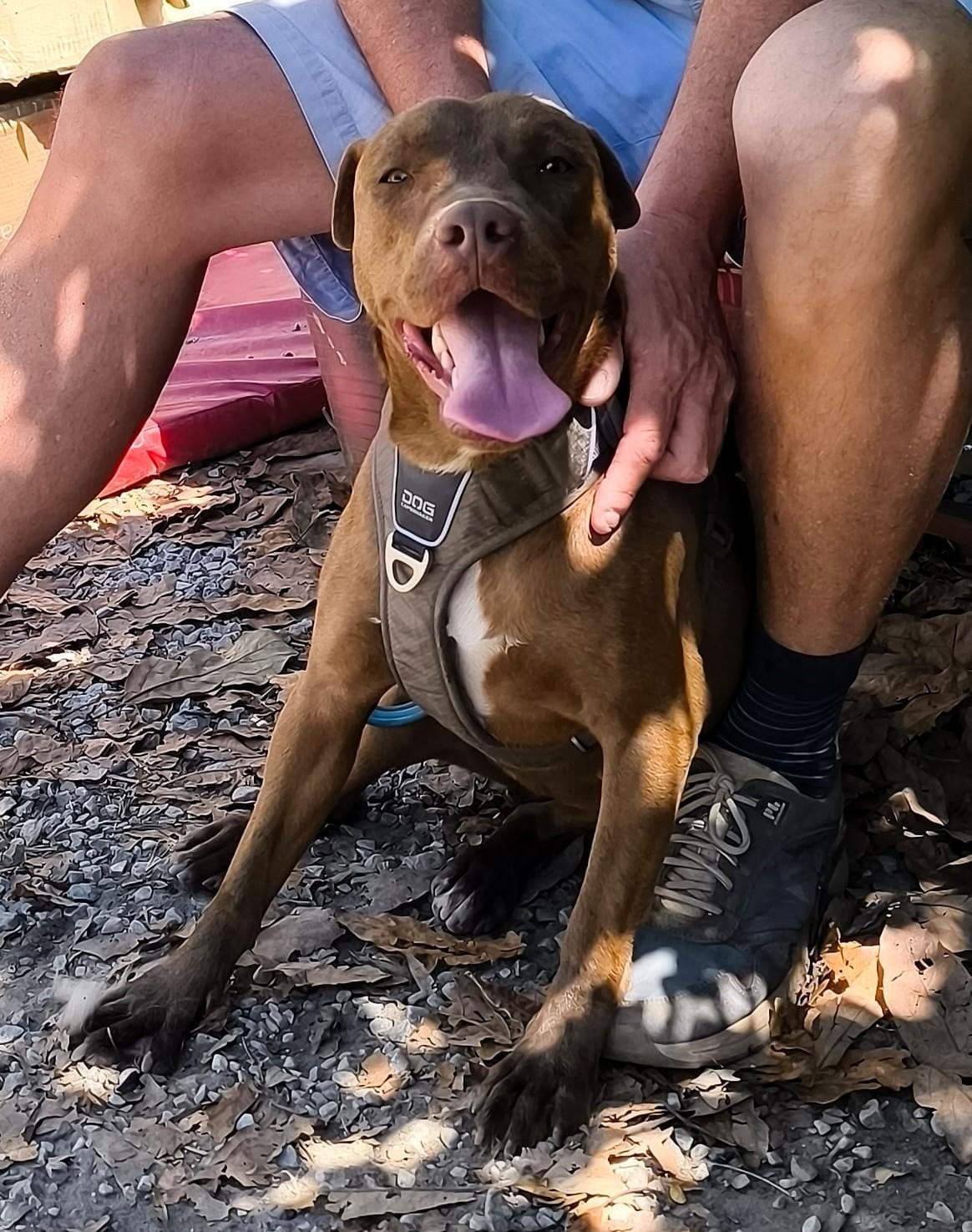 Wunderschöne AISHA sucht ihre Menschen – Hund Mischling sucht ein Zuhause in Grevenbroich